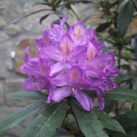 Vakantiehuis Rural Casa Manuel Da Fraga Vivenda Vacacional