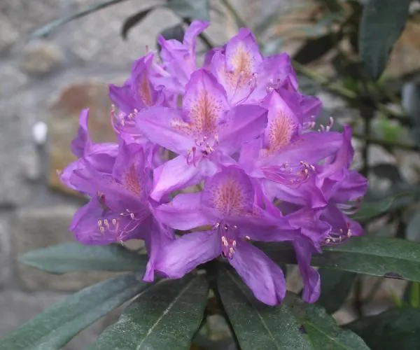 別荘 Rural Casa Manuel Da Fraga Vivenda Vacacional